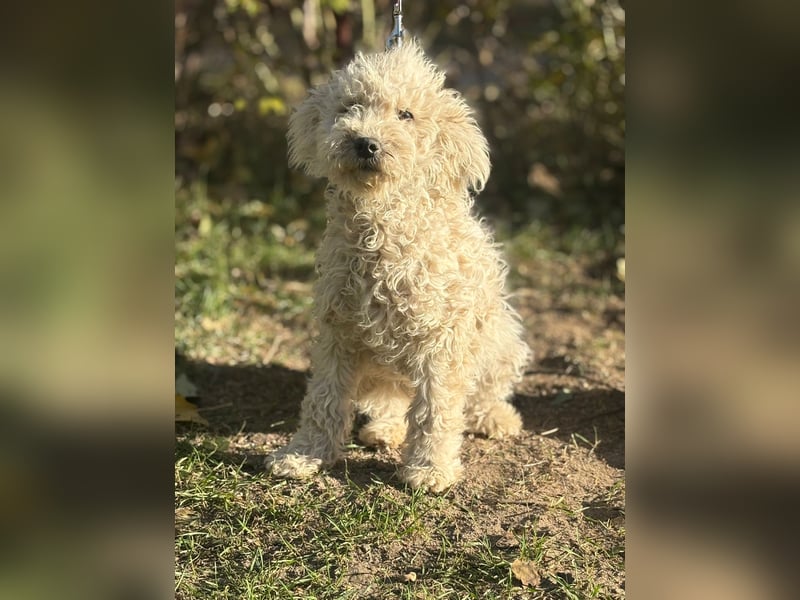 Só - Hündin will einen warmen Winter haben!