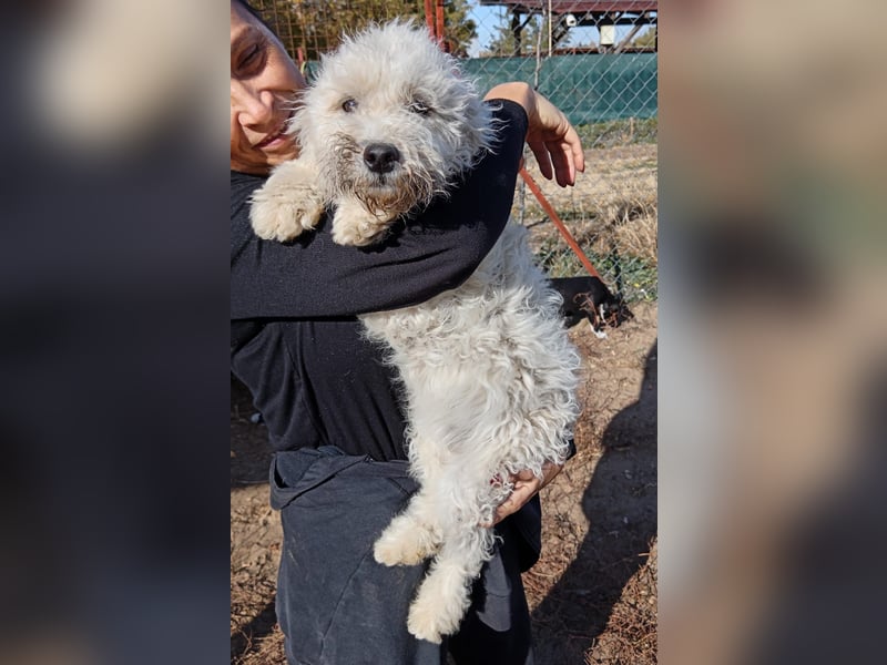 Só - Hündin will einen warmen Winter haben!