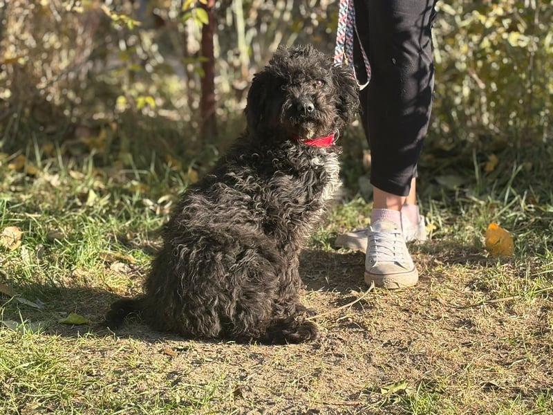 Bors sucht eine aktive Familie