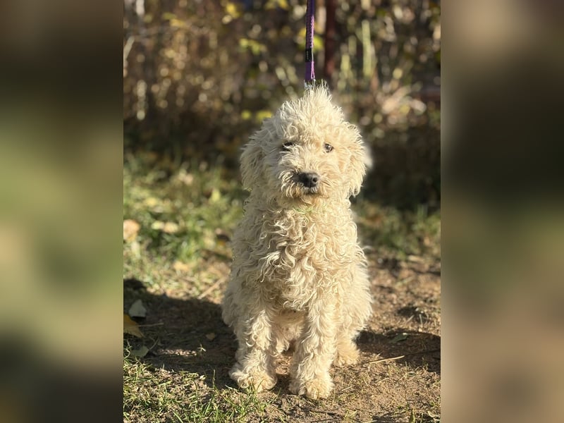 Só - Hündin will einen warmen Winter haben!
