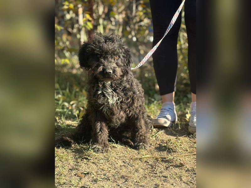 Bors - Junge Hündin sucht warmes Zuhause