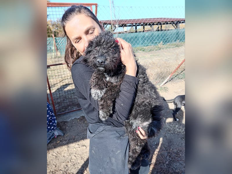 Bors sucht eine aktive Familie