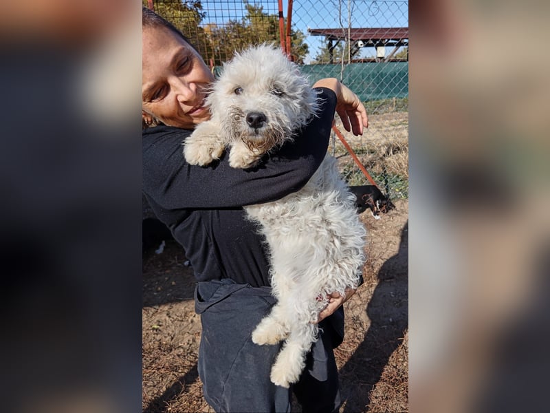 Só - Hündin will einen warmen Winter haben!