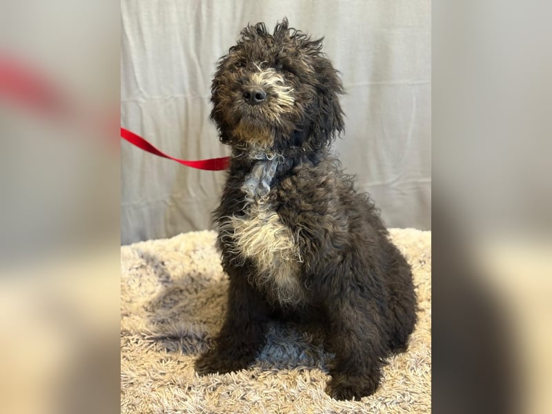 Cezi, fröhliche junge Hündin