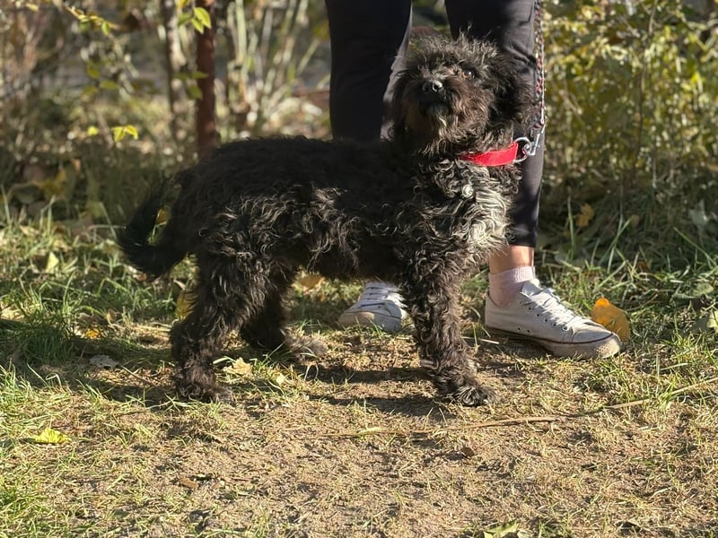 Bors - Junge Hündin sucht warmes Zuhause