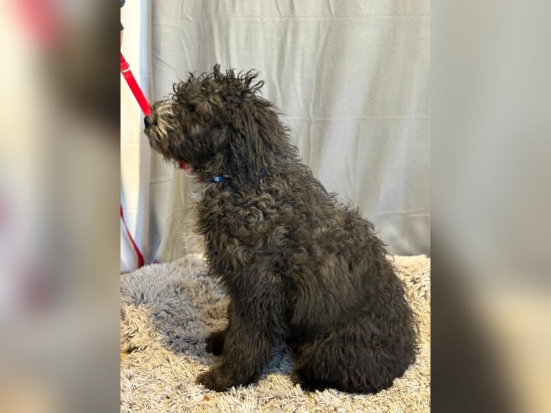 Cezi, fröhliche junge Hündin