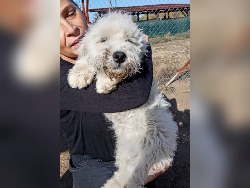 Só - Hündin will einen warmen Winter haben!