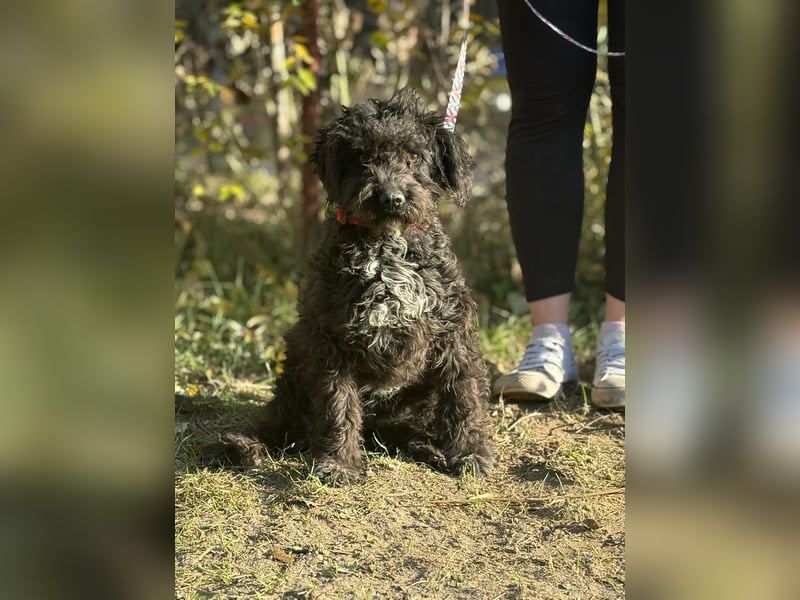 Bors sucht eine aktive Familie