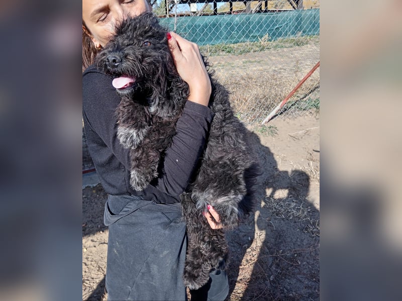 Bors sucht eine aktive Familie