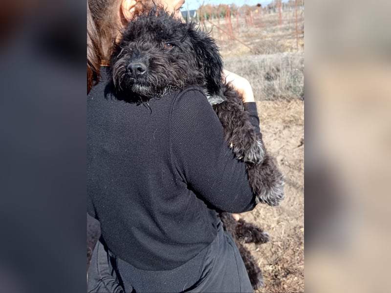 Bors - Junge Hündin sucht warmes Zuhause