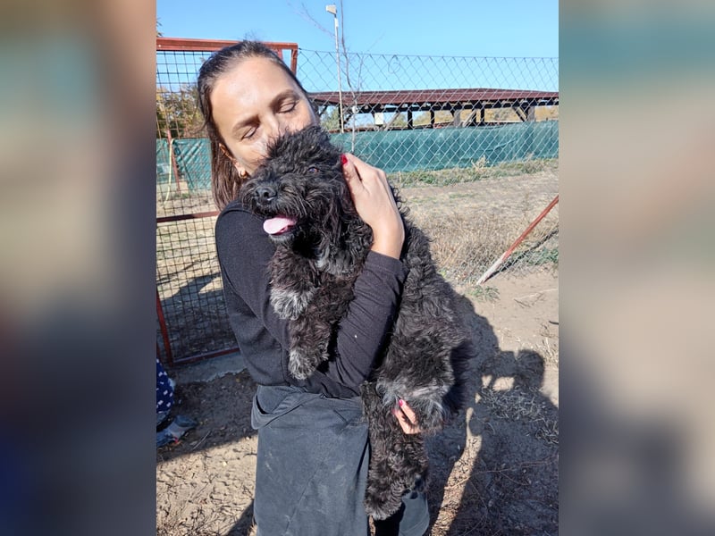 Bors - Junge Hündin sucht warmes Zuhause