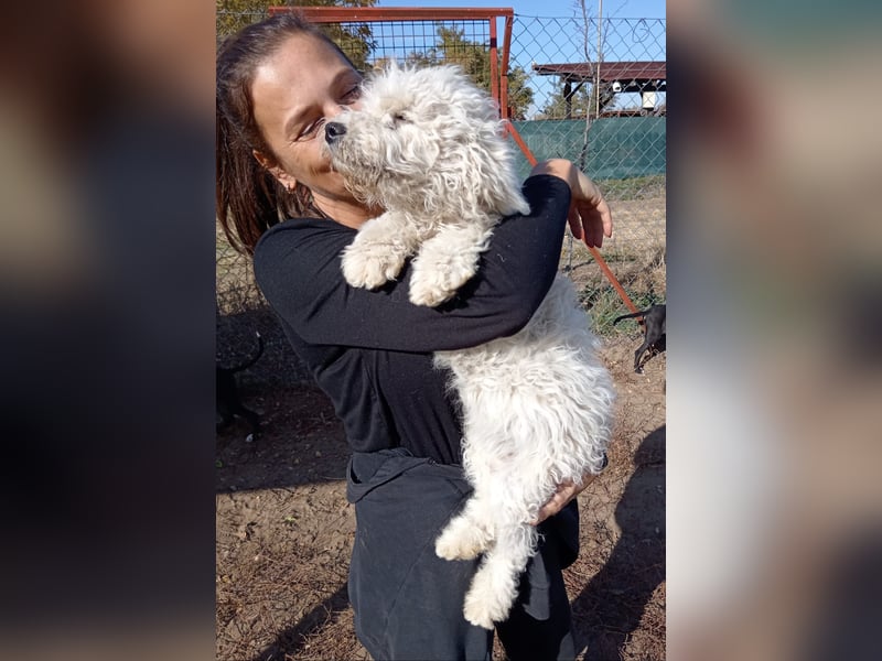 Só - Hündin will einen warmen Winter haben!