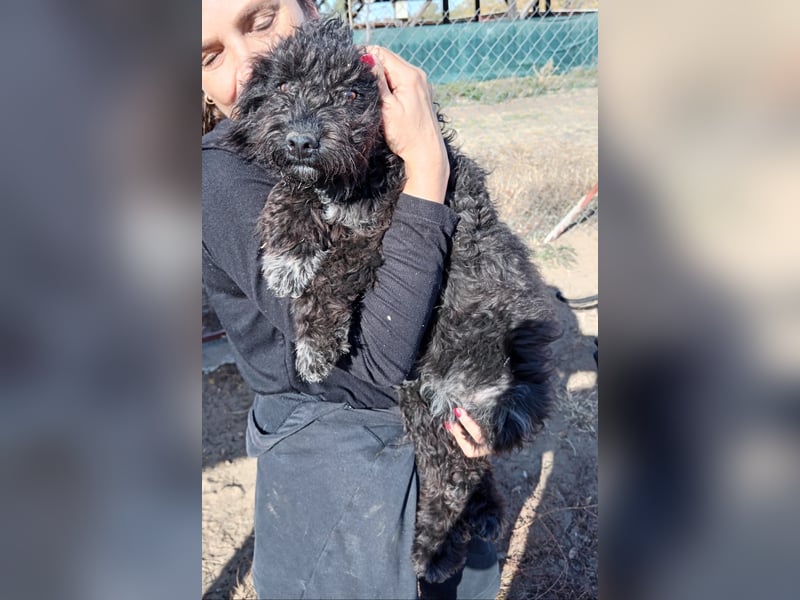 Bors sucht eine aktive Familie