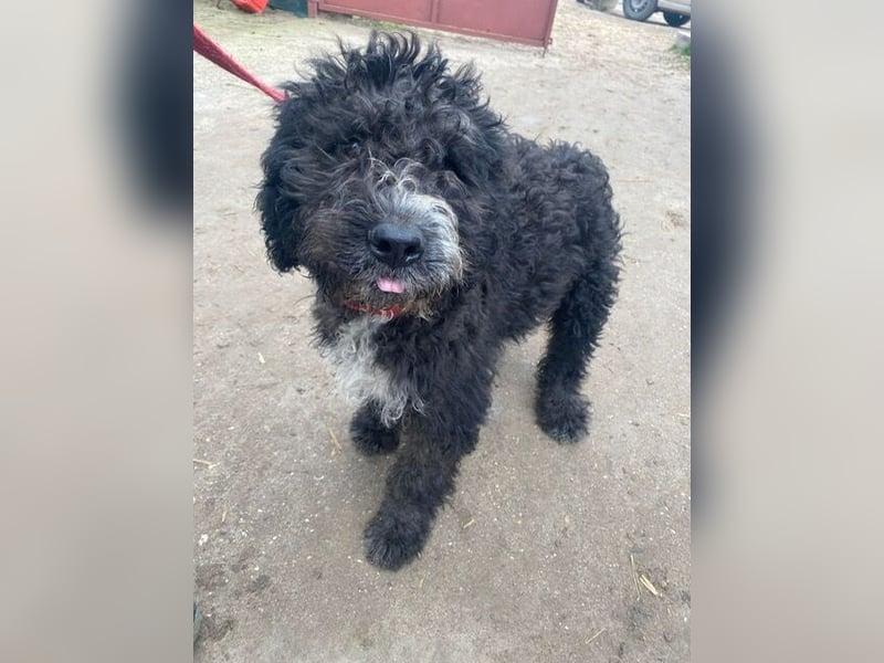 Cezi, fröhliche junge Hündin