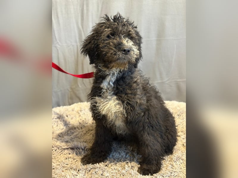 Cezi, fröhliche junge Hündin