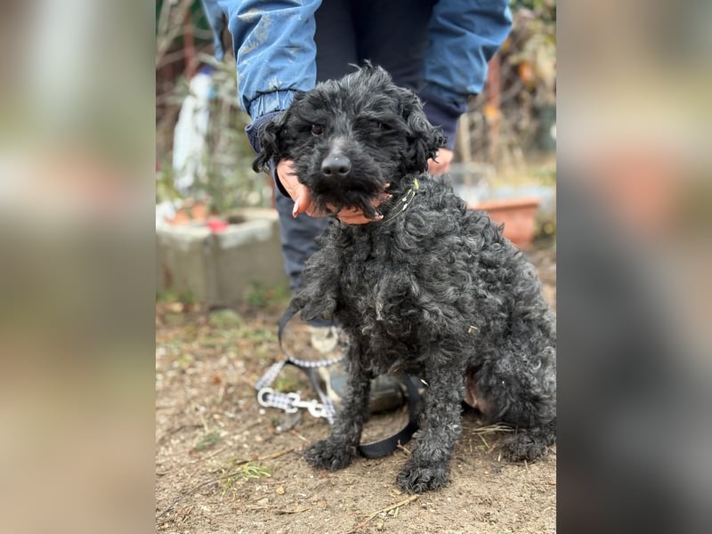 Csendike möchte endlich ankommen