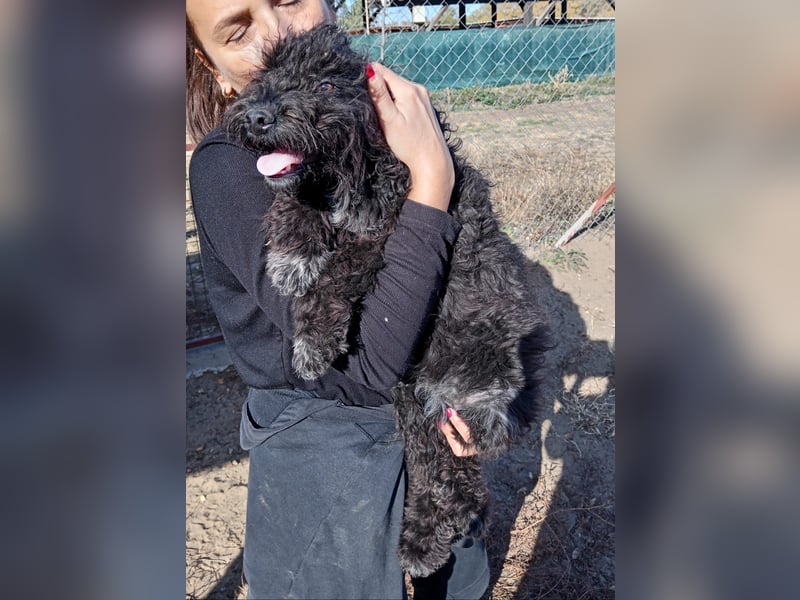 Bors - Junge Hündin sucht warmes Zuhause