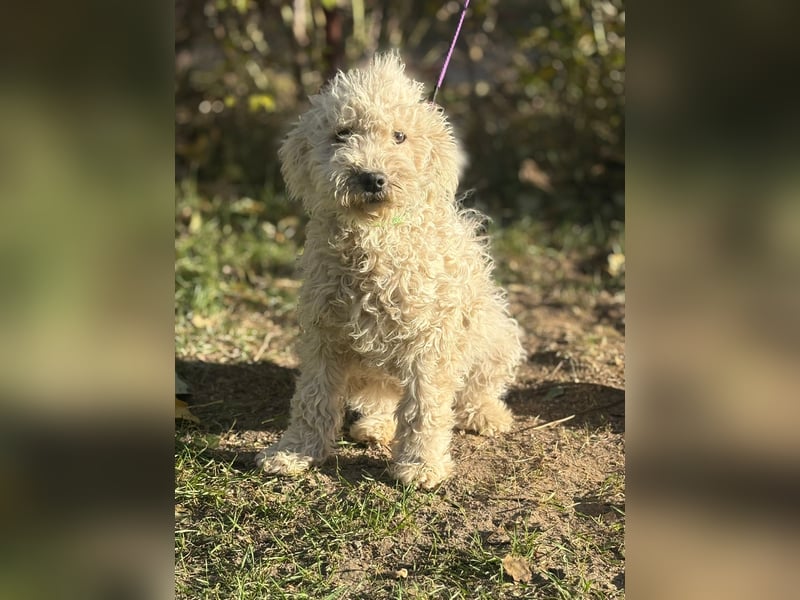 Só - Hündin will einen warmen Winter haben!