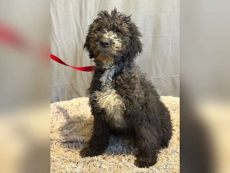 Cezi, fröhliche junge Hündin