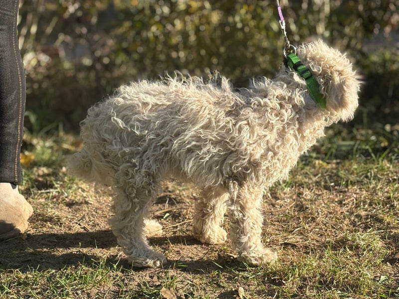Só - Hündin will einen warmen Winter haben!