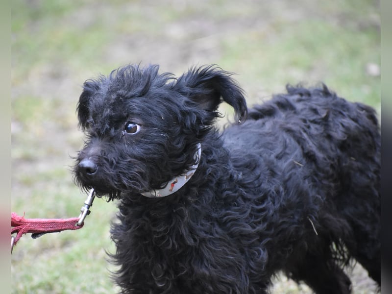 leine liebe Puli-Mischlingshündin "Baboca", ca. Januar 2023 geboren, sucht ein Zuhause