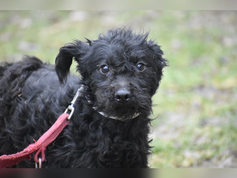 leine liebe Puli-Mischlingshündin "Baboca", ca. Januar 2023 geboren, sucht ein Zuhause