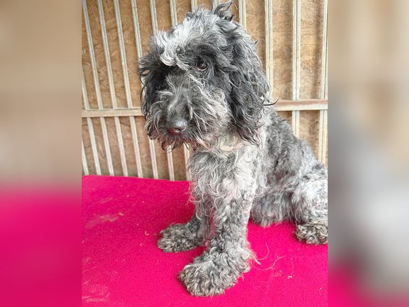 OZZY mit den traurigen Augen - 9 Jahre, 40cm/14kg - Puli-Mix