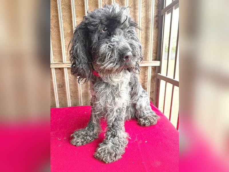 OZZY mit den traurigen Augen - 9 Jahre, 40cm/14kg - Puli-Mix