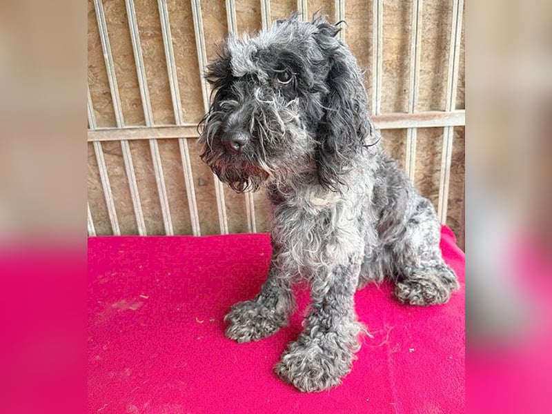 OZZY mit den traurigen Augen - 9 Jahre, 40cm/14kg - Puli-Mix