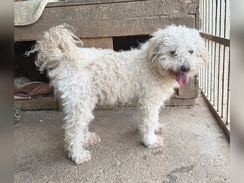 liebebedürftiger SAMU - 11 Jahre, 40cm/14kg - Puli-Mix