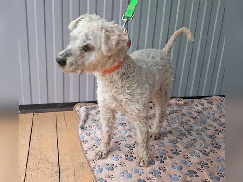 ❤️❤️❤️ RAFFYS letzte Chance - 12 Jahre, 40cm - Puli-Mischling