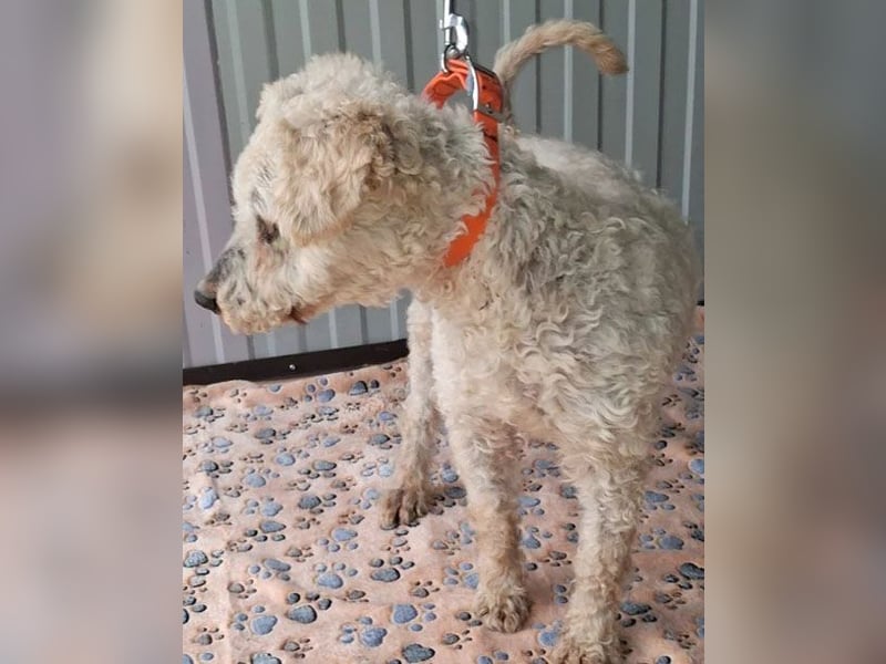 ❤️❤️❤️ RAFFYS letzte Chance - 12 Jahre, 40cm - Puli-Mischling