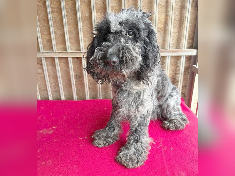 OZZY mit den traurigen Augen - 9 Jahre, 40cm/14kg - Puli-Mix
