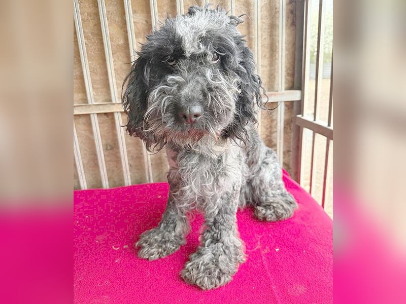 OZZY mit den traurigen Augen - 9 Jahre, 40cm/14kg - Puli-Mix