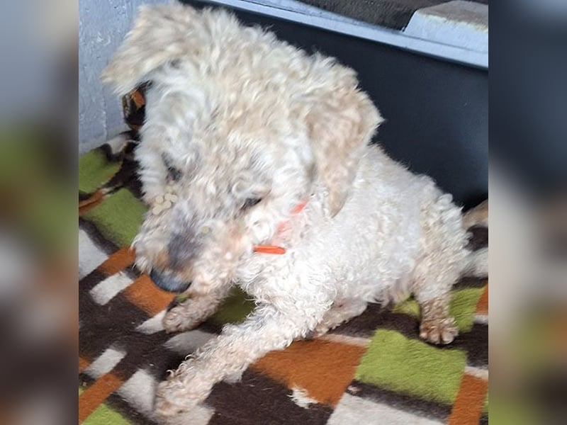 ❤️❤️❤️ RAFFYS letzte Chance - 12 Jahre, 40cm - Puli-Mischling