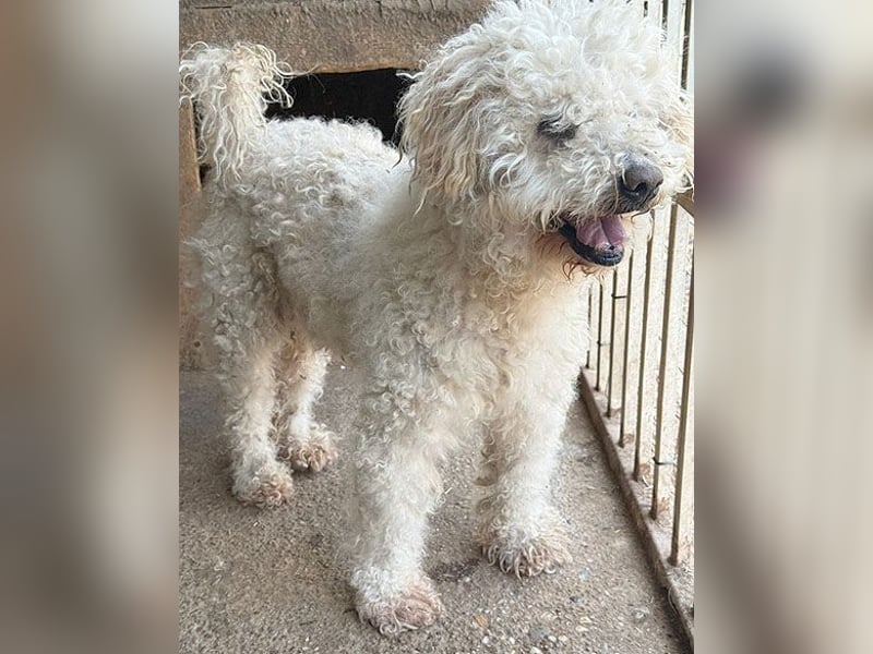 liebebedürftiger SAMU - 11 Jahre, 40cm/14kg - Puli-Mix