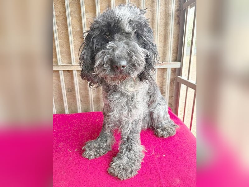 OZZY mit den traurigen Augen - 9 Jahre, 40cm/14kg - Puli-Mix