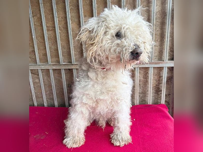 liebebedürftiger SAMU - 11 Jahre, 40cm/14kg - Puli-Mix