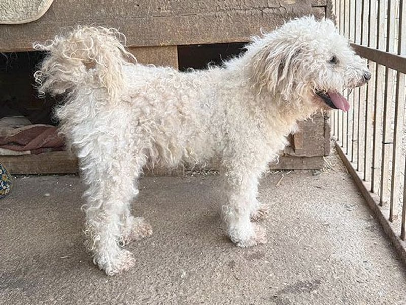 liebebedürftiger SAMU - 11 Jahre, 40cm/14kg - Puli-Mix