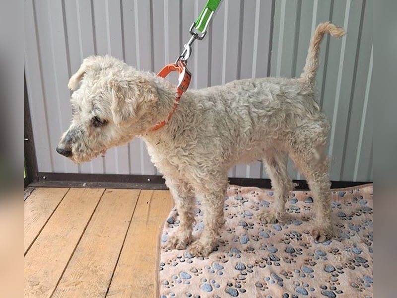 ❤️❤️❤️ RAFFYS letzte Chance - 12 Jahre, 40cm - Puli-Mischling