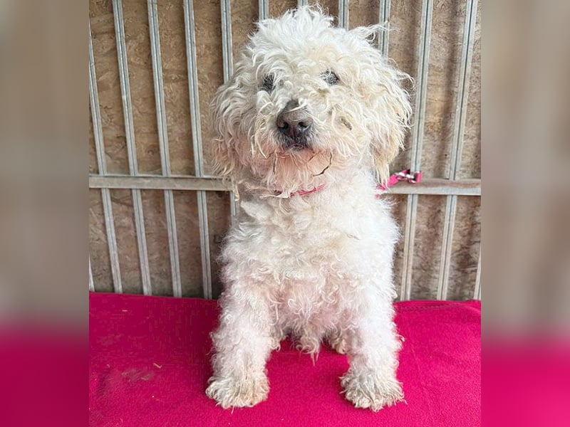 liebebedürftiger SAMU - 11 Jahre, 40cm/14kg - Puli-Mix