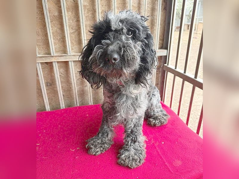 OZZY mit den traurigen Augen - 9 Jahre, 40cm/14kg - Puli-Mix