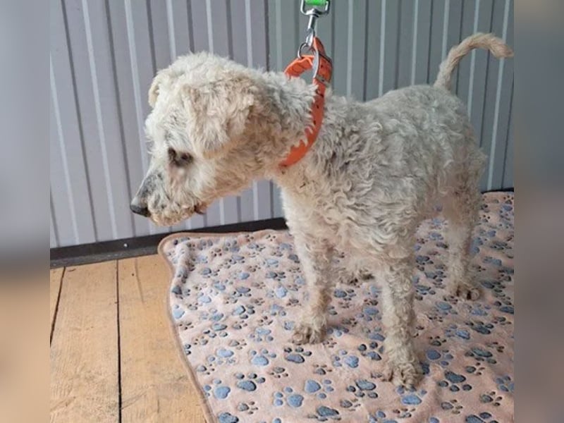 ❤️❤️❤️ RAFFYS letzte Chance - 12 Jahre, 40cm - Puli-Mischling