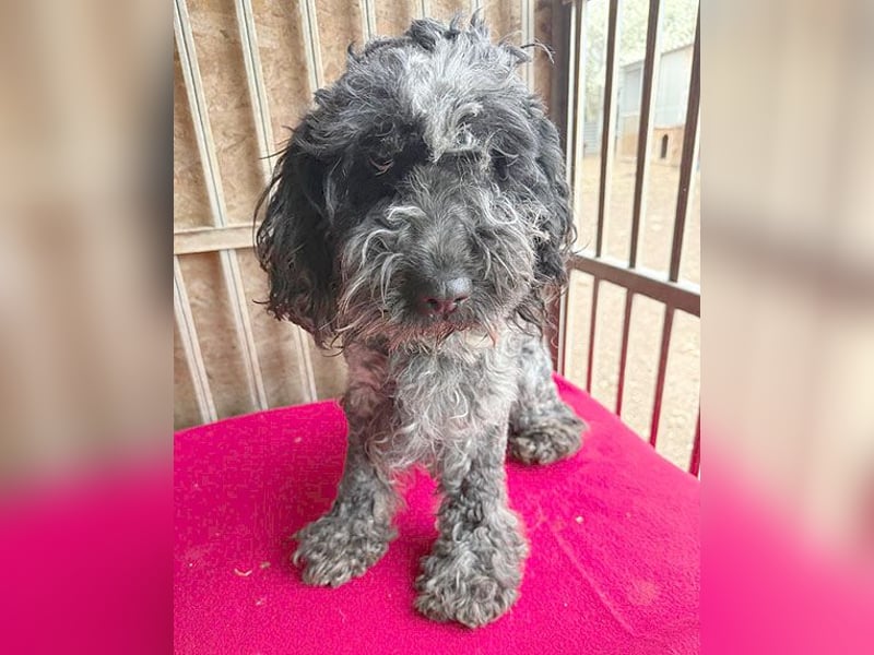 OZZY mit den traurigen Augen - 9 Jahre, 40cm/14kg - Puli-Mix