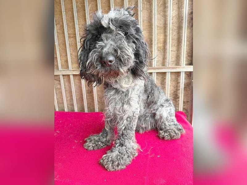 OZZY mit den traurigen Augen - 9 Jahre, 40cm/14kg - Puli-Mix