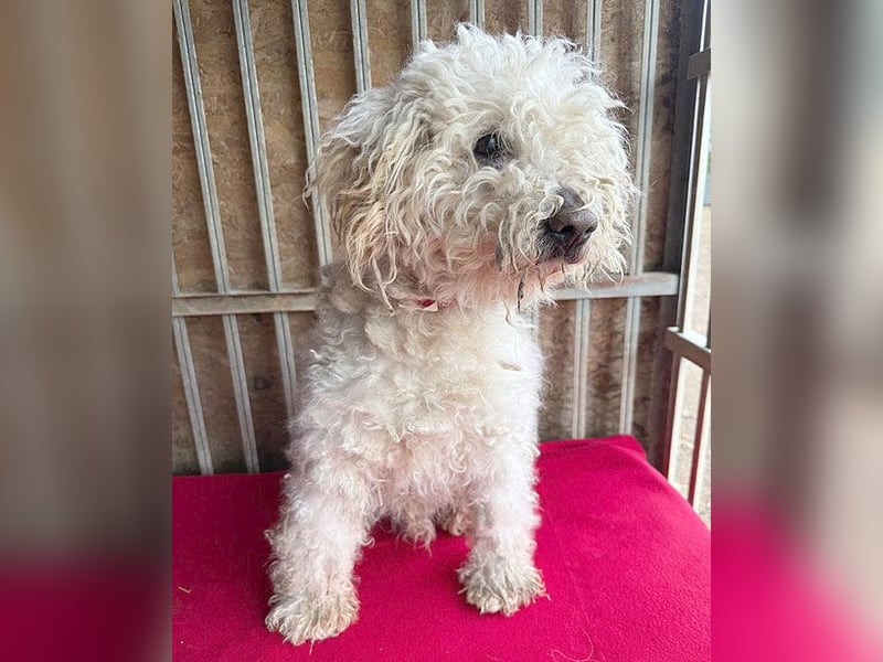 liebebedürftiger SAMU - 11 Jahre, 40cm/14kg - Puli-Mix