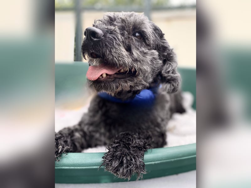Flocki- kleiner Puli-Mix, 6 Jahre alt, verschmust