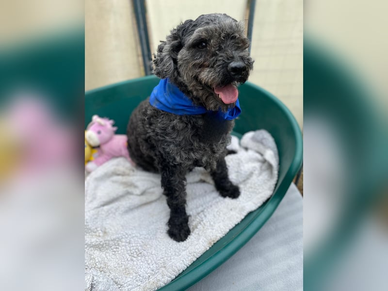 Flocki- kleiner Puli-Mix, 6 Jahre alt, verschmust