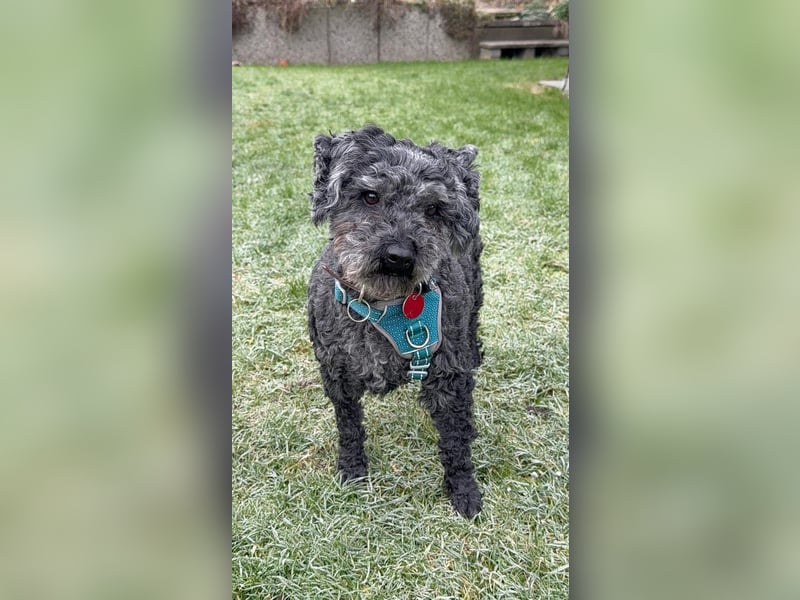 Flocki- kleiner Puli-Mix, 6 Jahre alt, verschmust