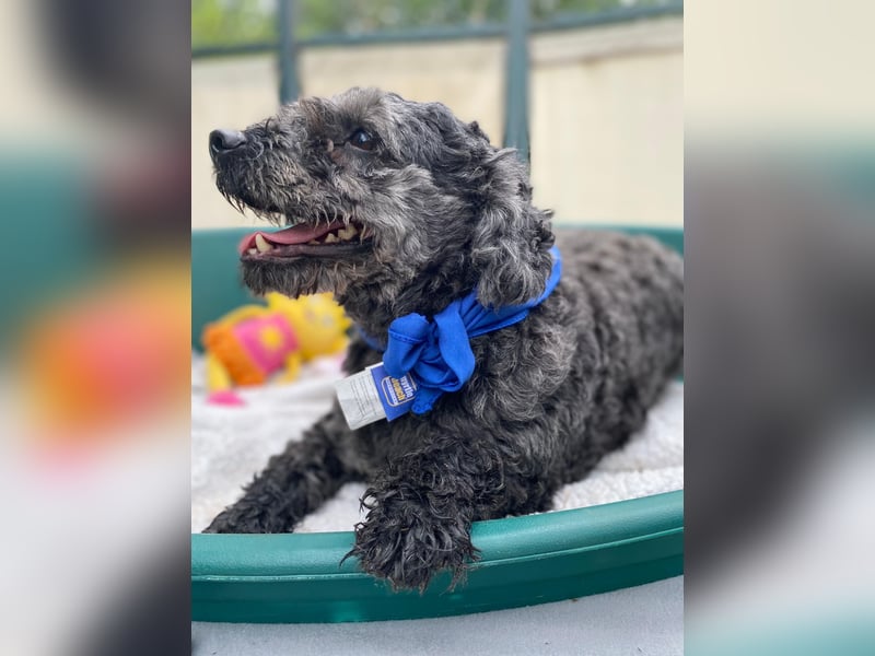 Flocki- kleiner Puli-Mix, 6 Jahre alt, verschmust